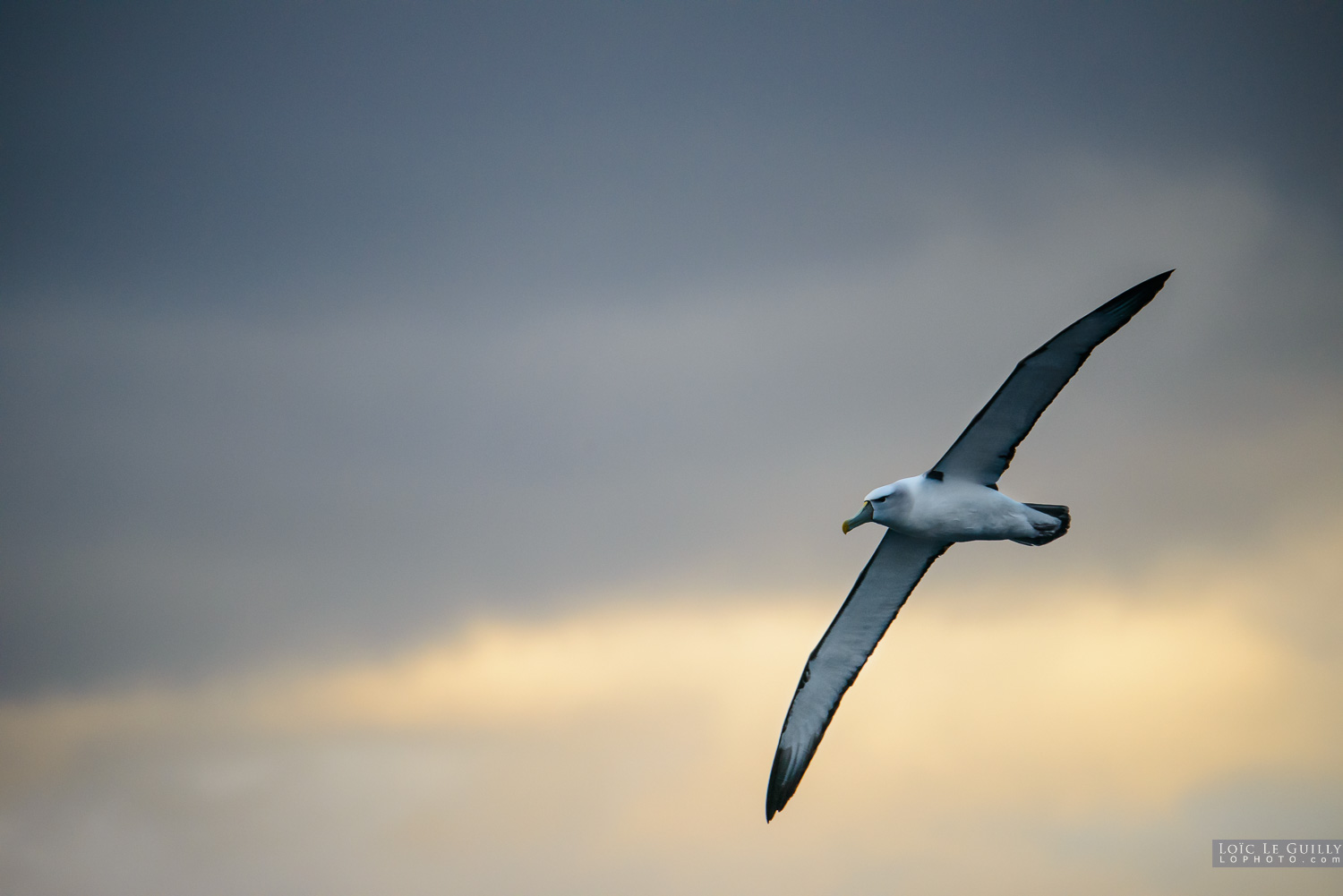 photograph of Albatross
