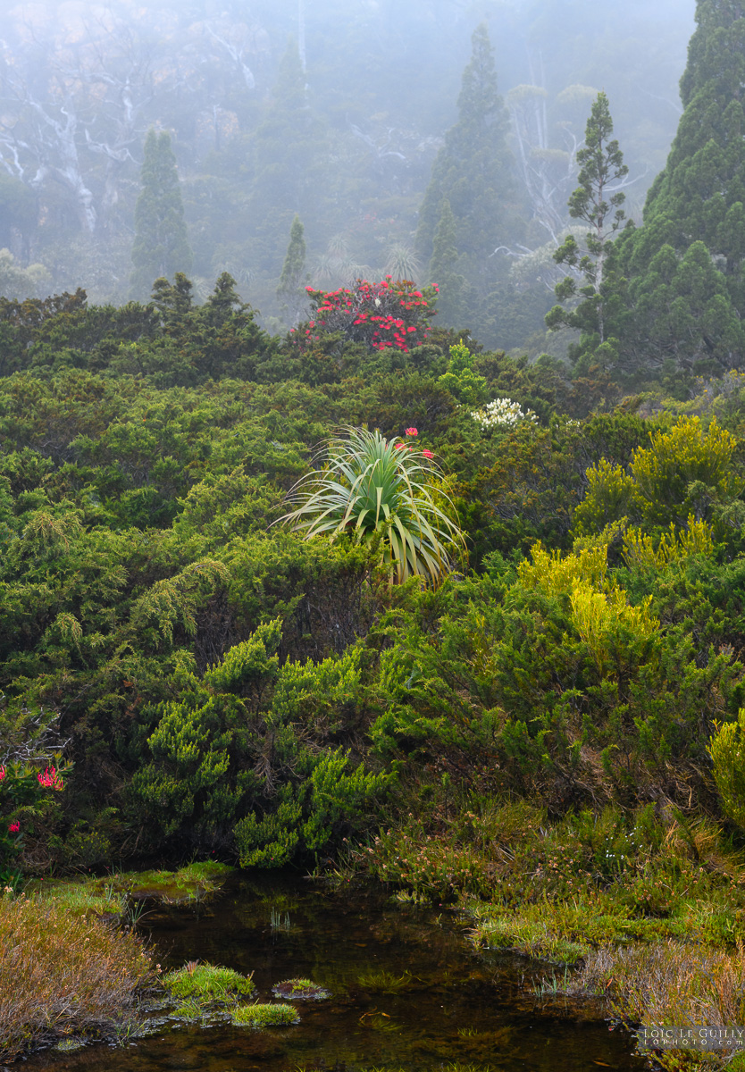 photograph of Alpine wonderland