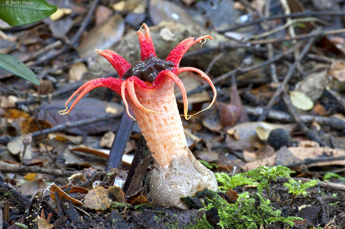 photograph of Aseroe rubra 2