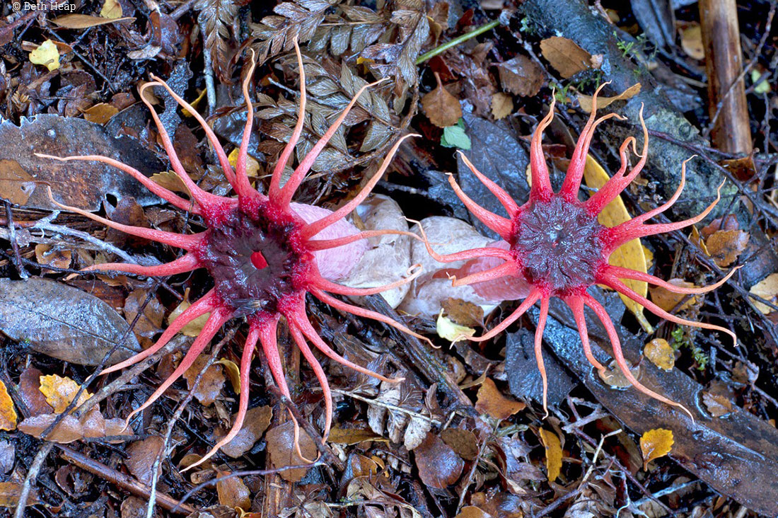 photograph of Aseroe rubra