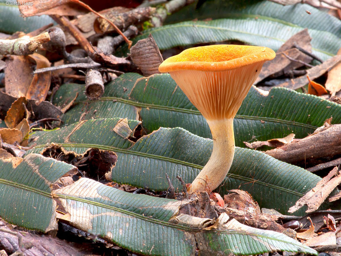 photograph of Austropaxillus muelleri