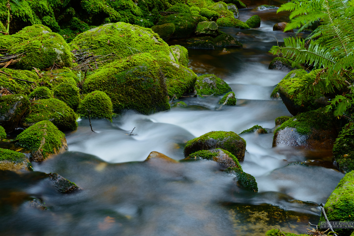 photograph of Creek in the Blue Tier