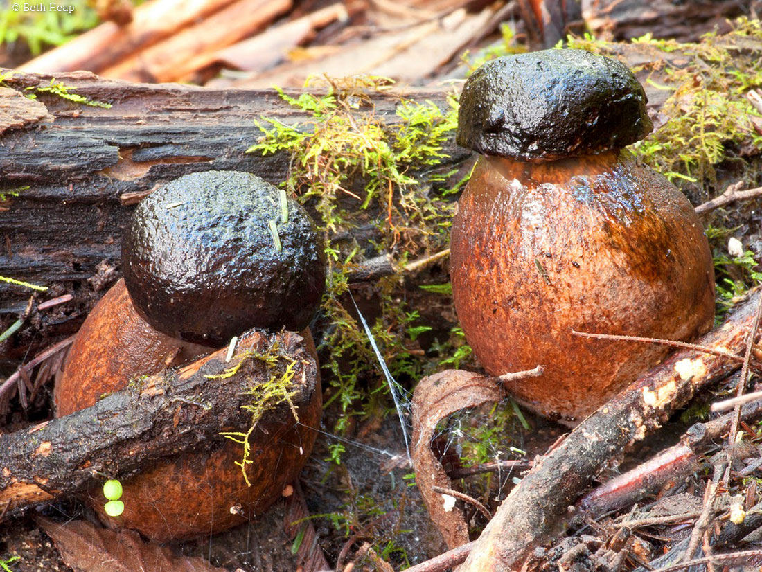 photograph of Bolete rosy brown