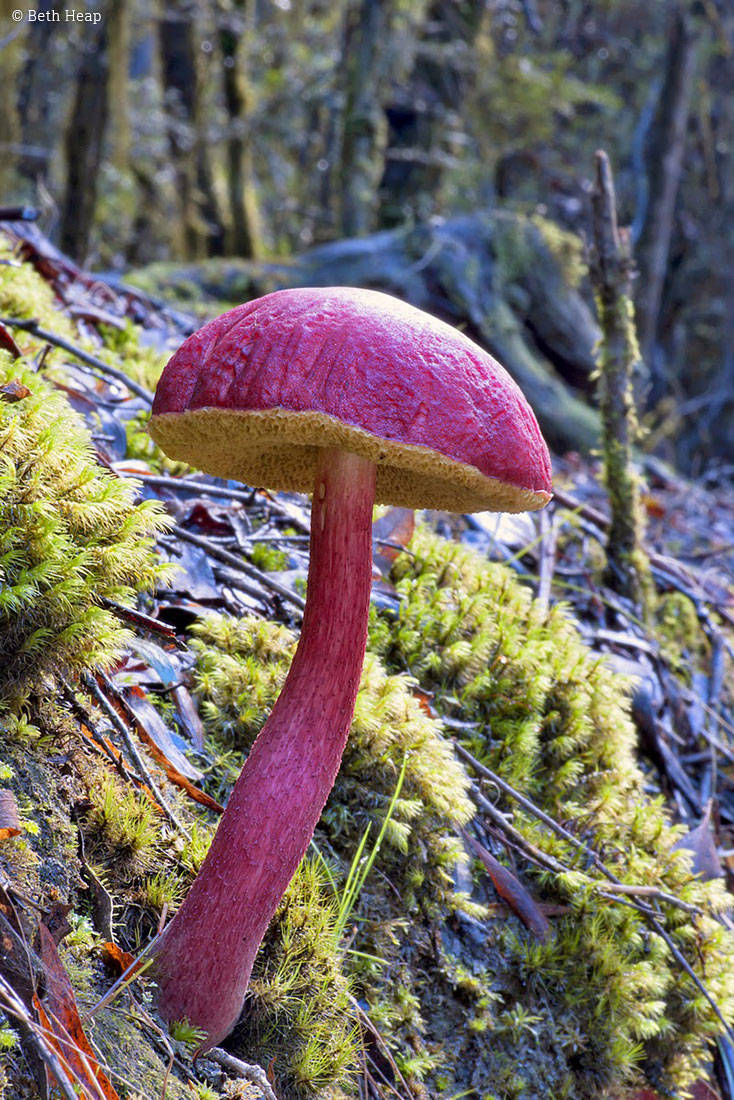 photograph of Boletellus obscurecoccineus