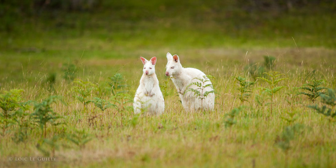 photograph of Albino wallabies near Adventure Bay