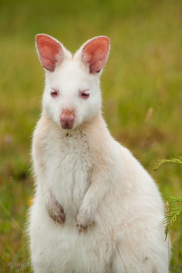 photograph of Albino wallaby on Bruny Island