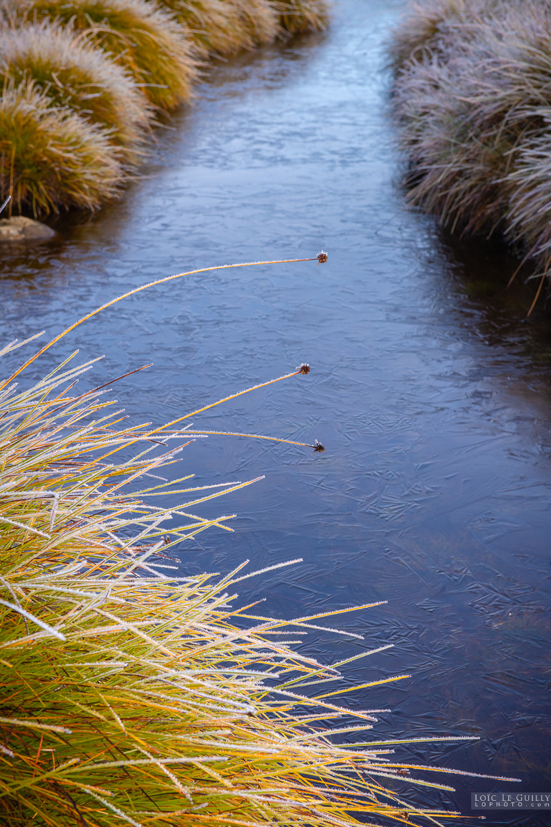 photograph of Buttongrass