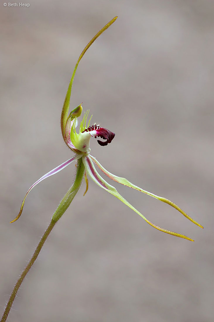 photograph of Caladenia dilatata (Green comb spider orchid)