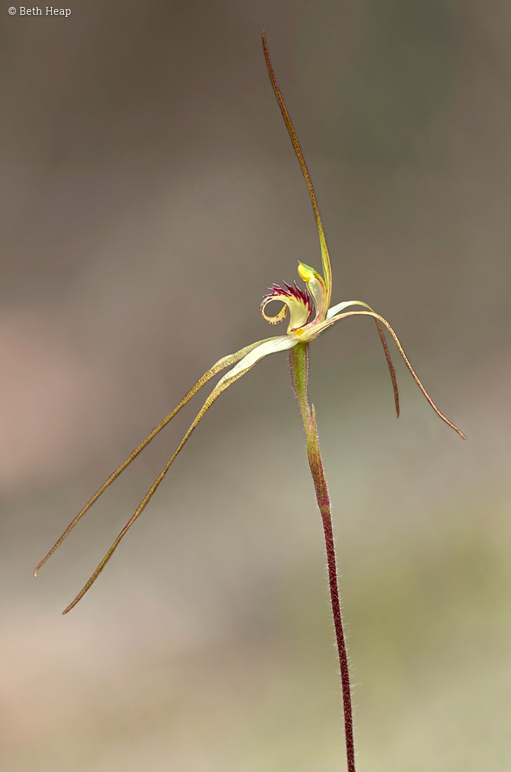 photograph of Caladenia helvina (summer spider orchid)