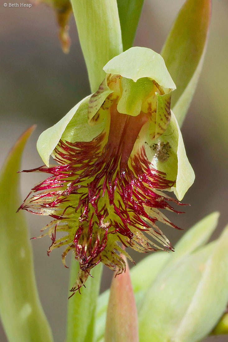 photograph of Calochilus herbaceus (Pale Beard Orchid)