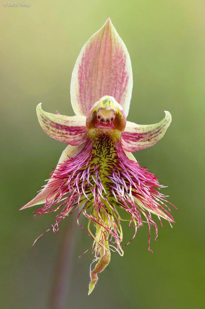 photograph of Calochilus paludosus (strap beard orchid)