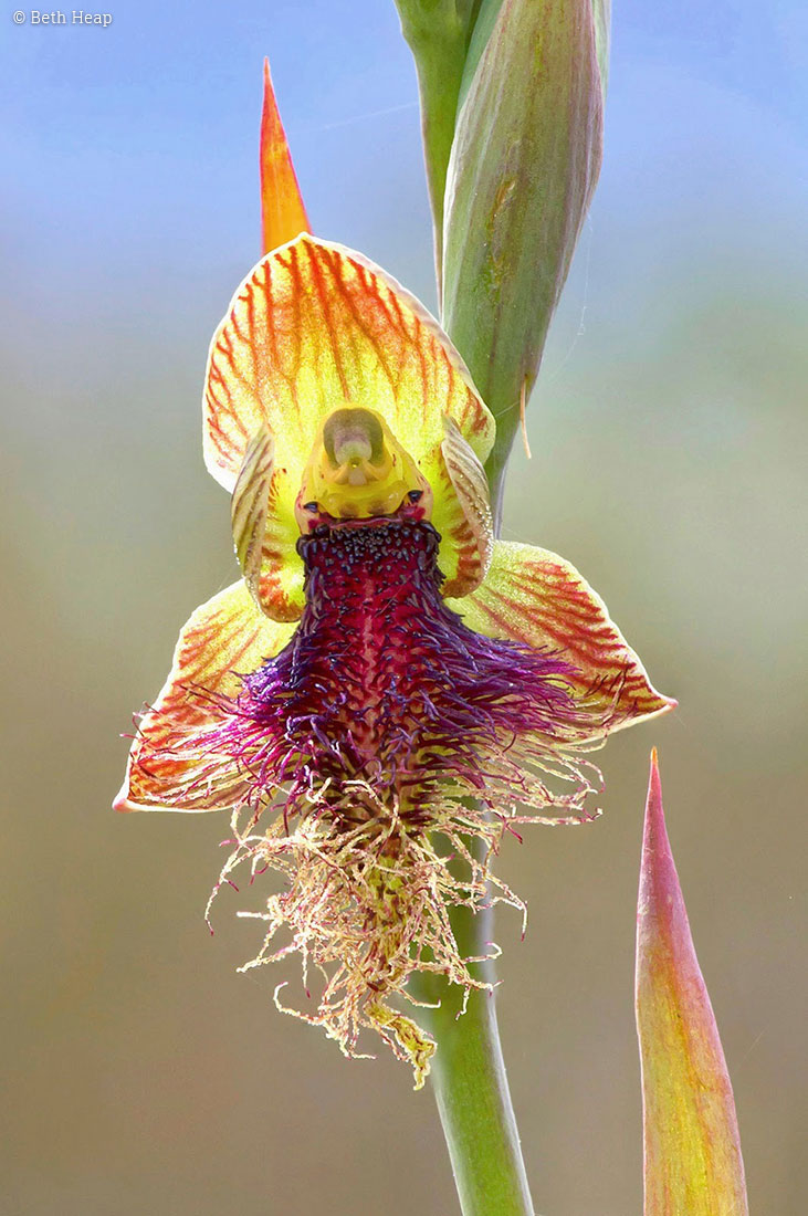 photograph of Calochilus platychila (purple beard orchid)