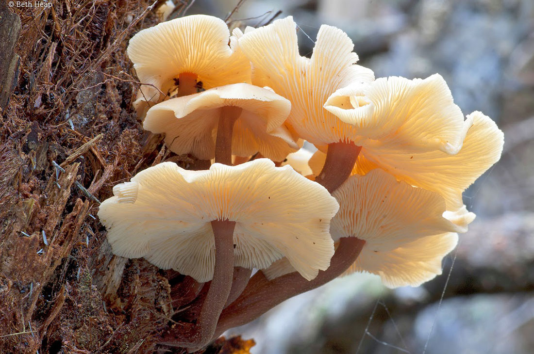 photograph of Collybia eucalyptorum