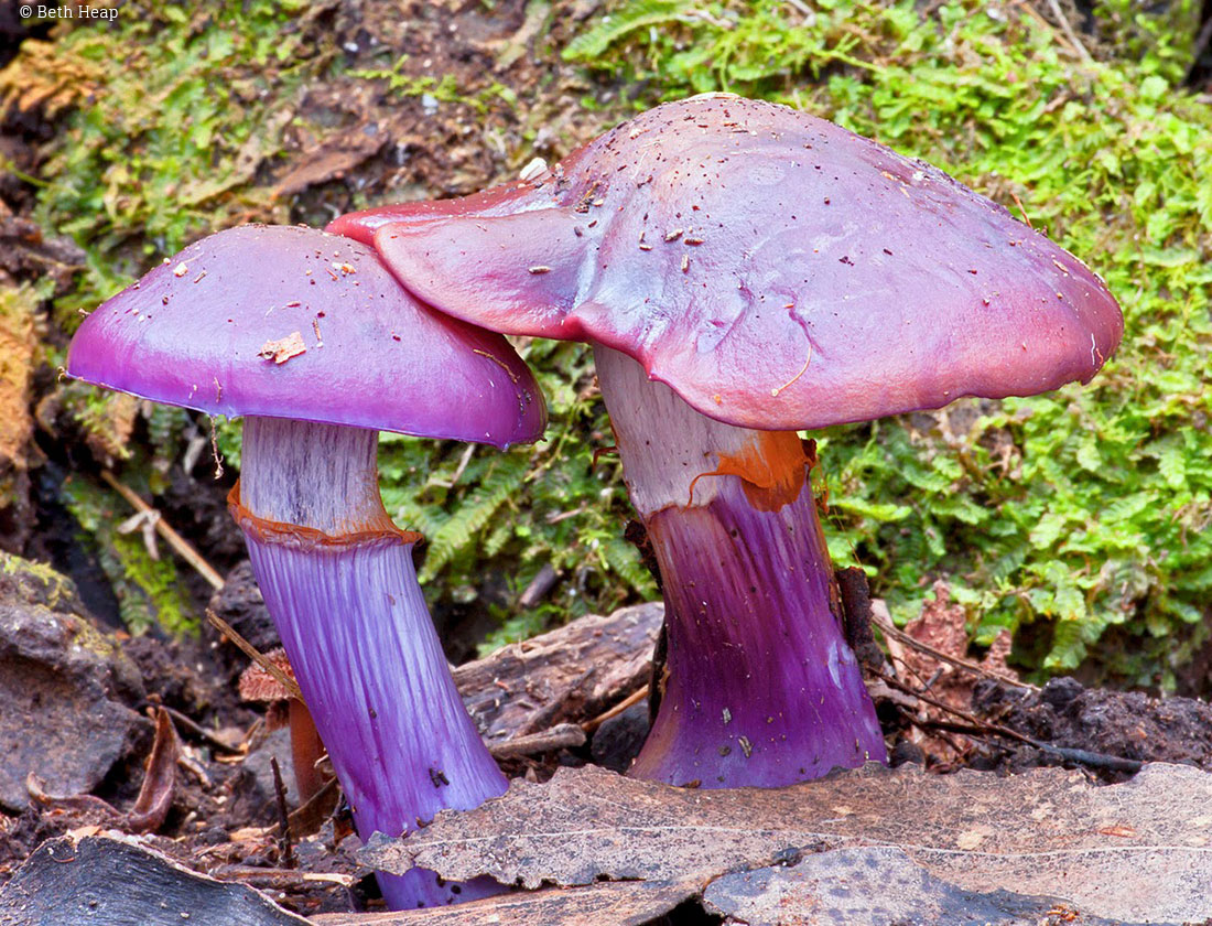 photograph of Cortinarius archeri