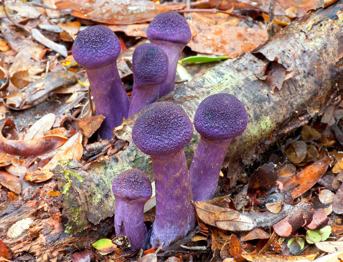 photograph of Cortinarius austroviolaceus