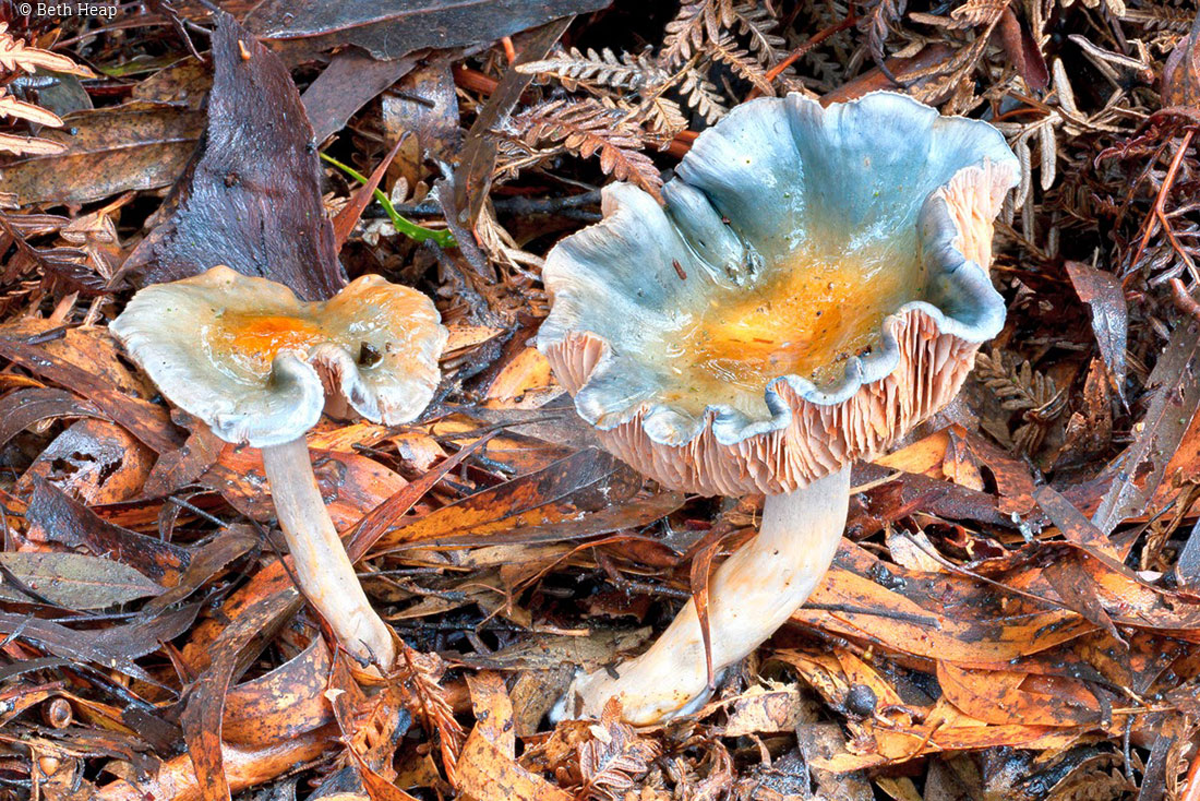 photograph of Cortinarius rotundisporus