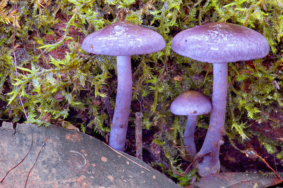 photograph of Cortinarius sp