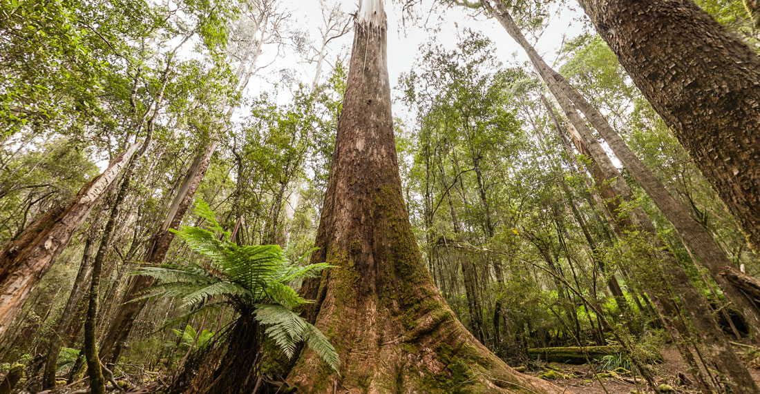 photograph of Eucalyptus-regnans