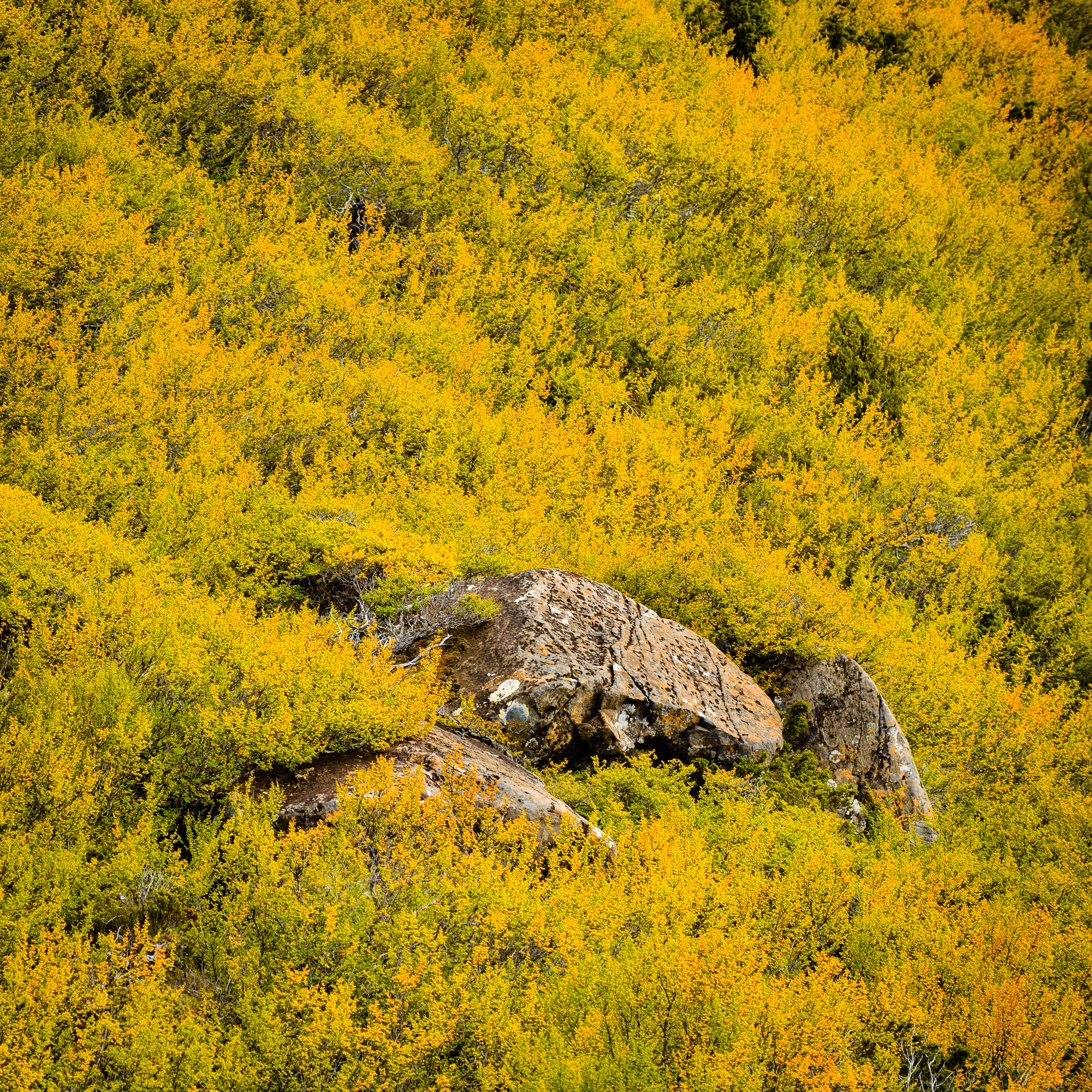 photograph of Fagus and rock, Tarn Shelf