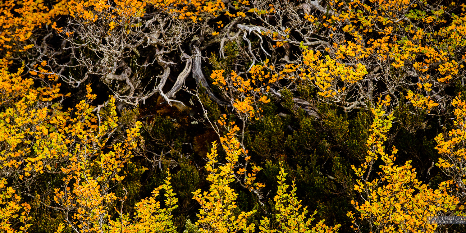 photograph of Fagus detail