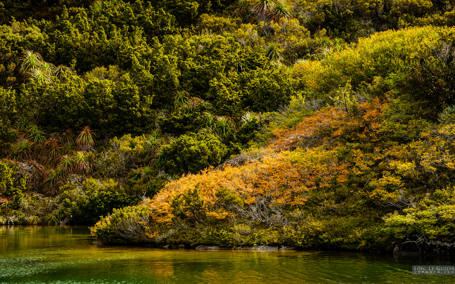 photograph of Fagus and pandani, Mount Field