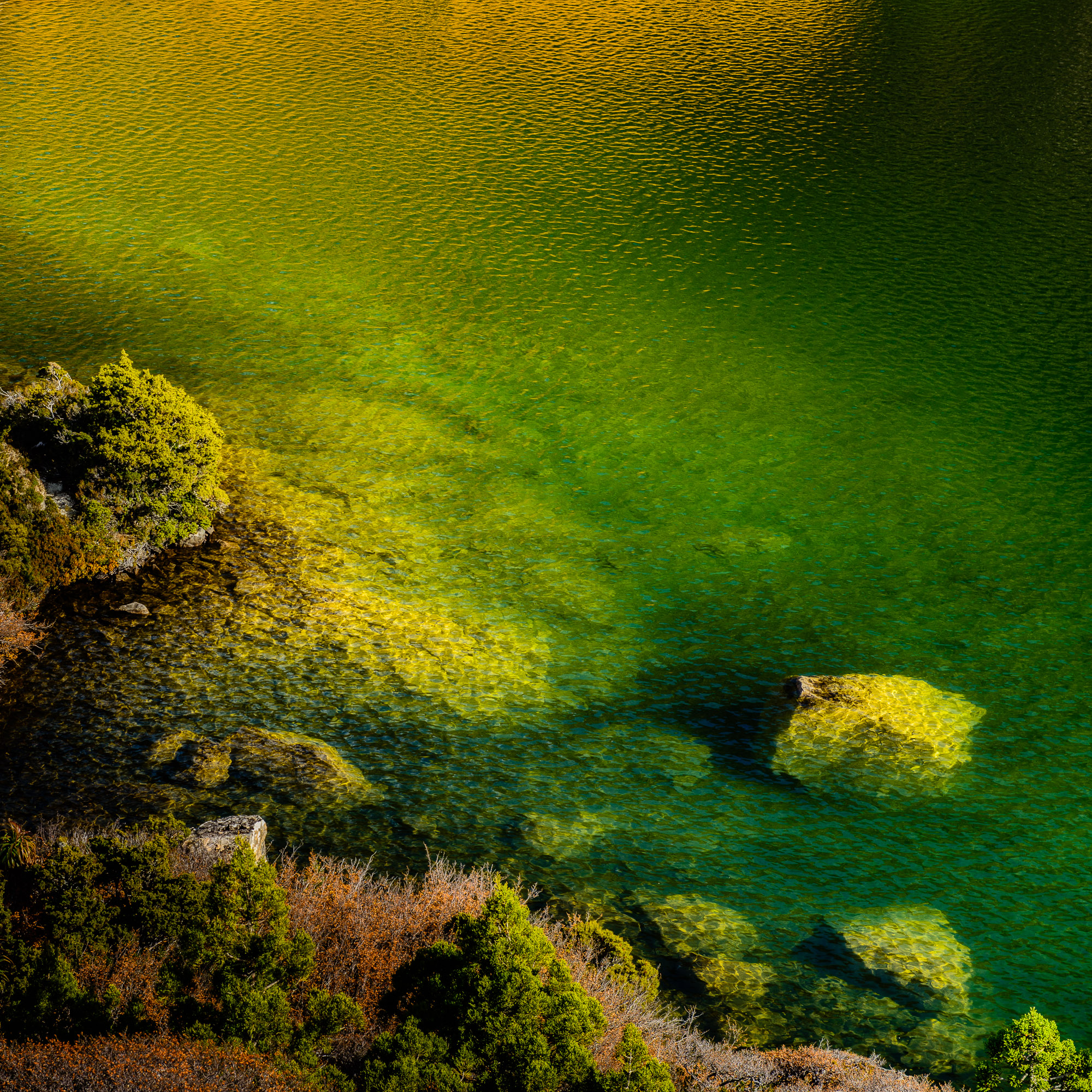 photograph of Fagus reflections, Tarn Shelf