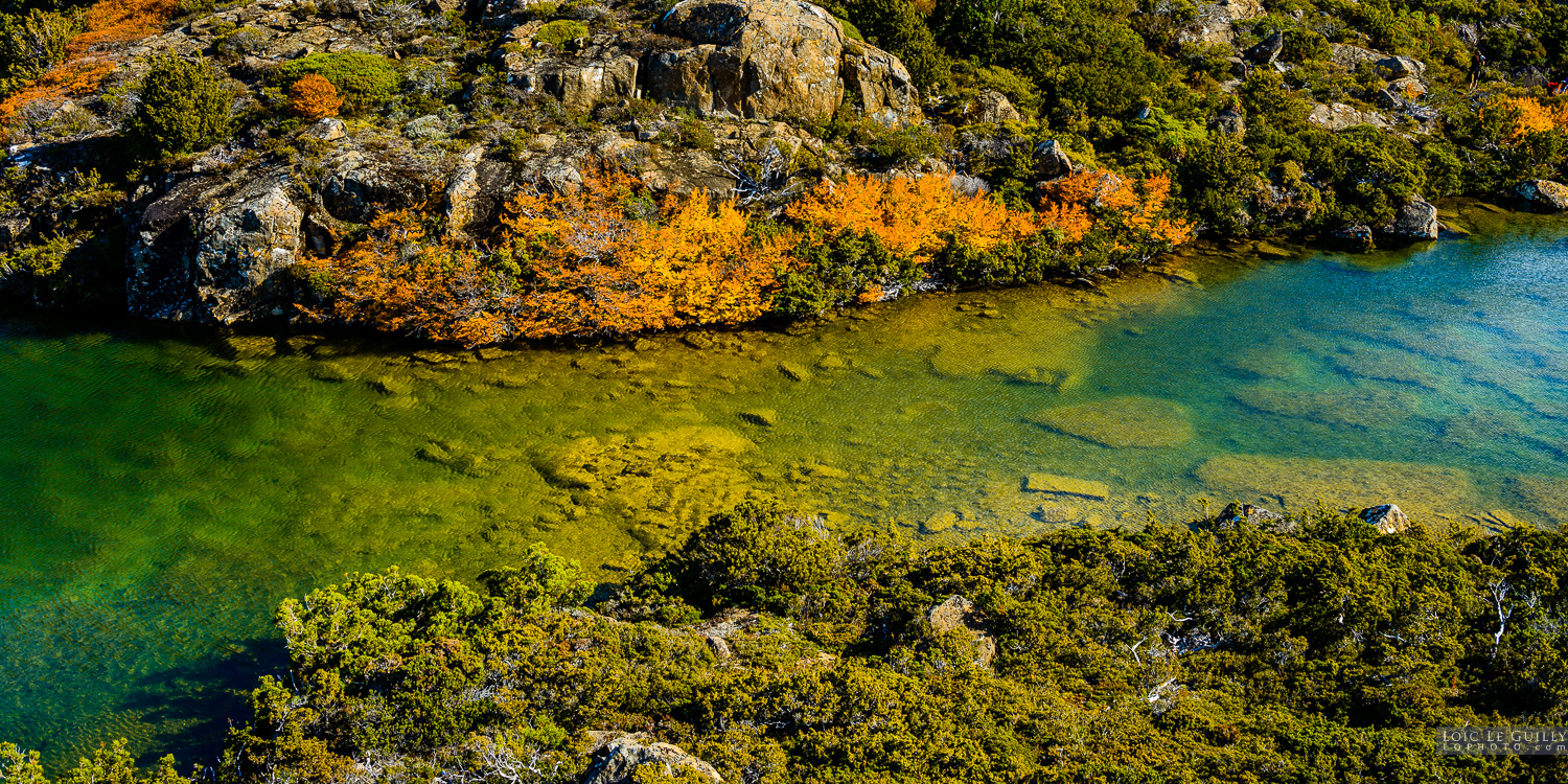 photograph of Tarn Shelf detail with Fagus