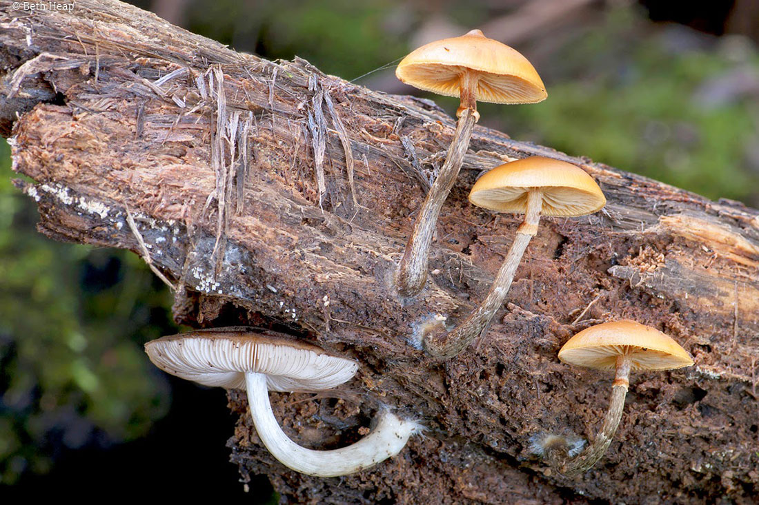 photograph of Galerina patagonica