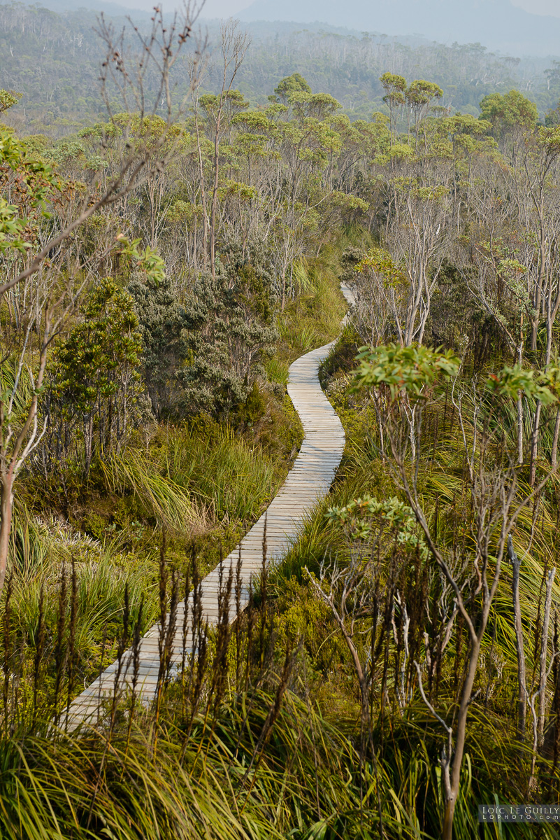 photograph of Track, Hartz Mountains