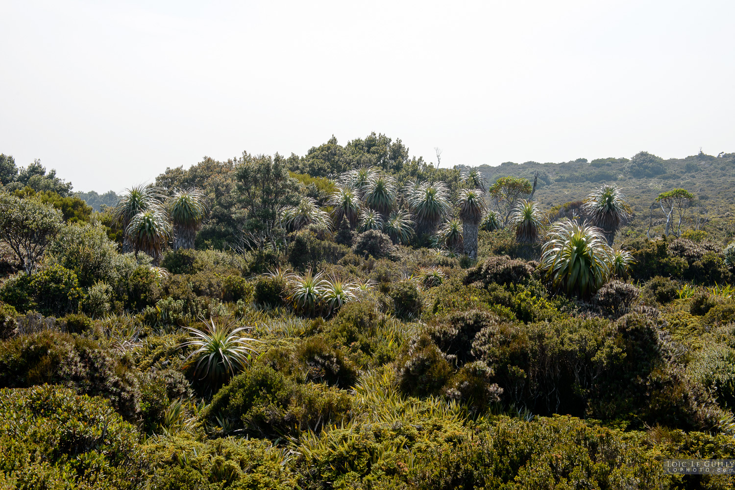 photograph of Hartz Mountains pandani