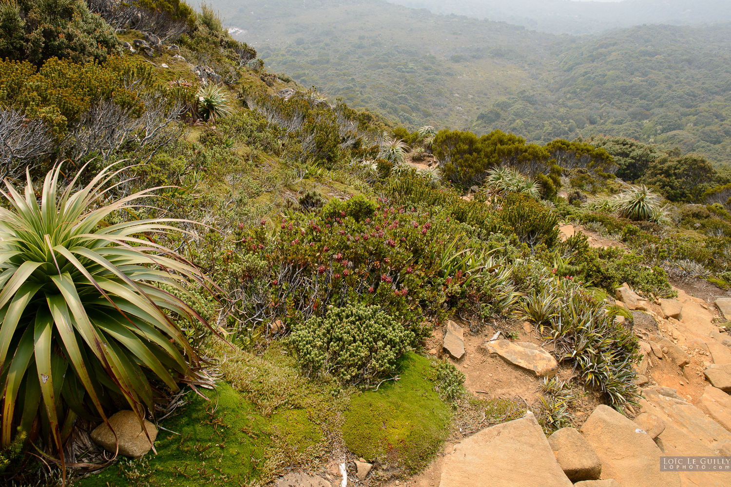 photograph of Steep climb to Hartz Pass