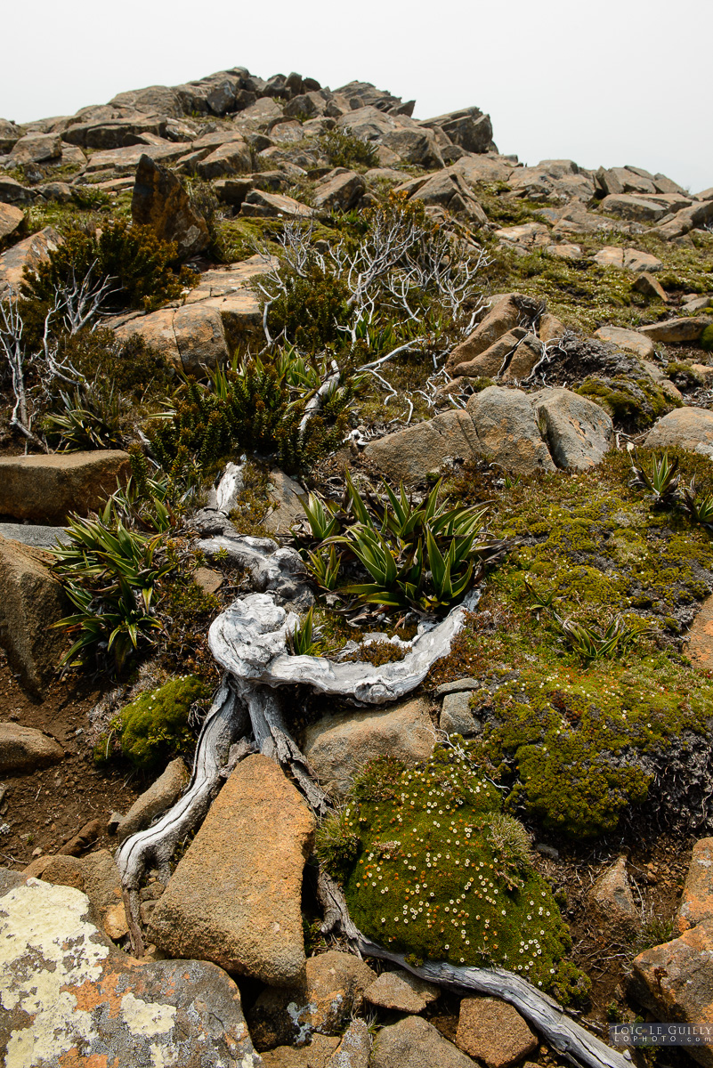 photograph of Windswept vegetation, Hartz Mountains