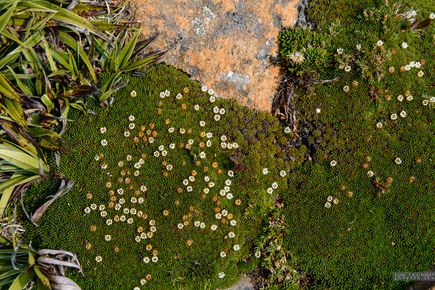 photograph of Cushion plants details, Hartz Mountains