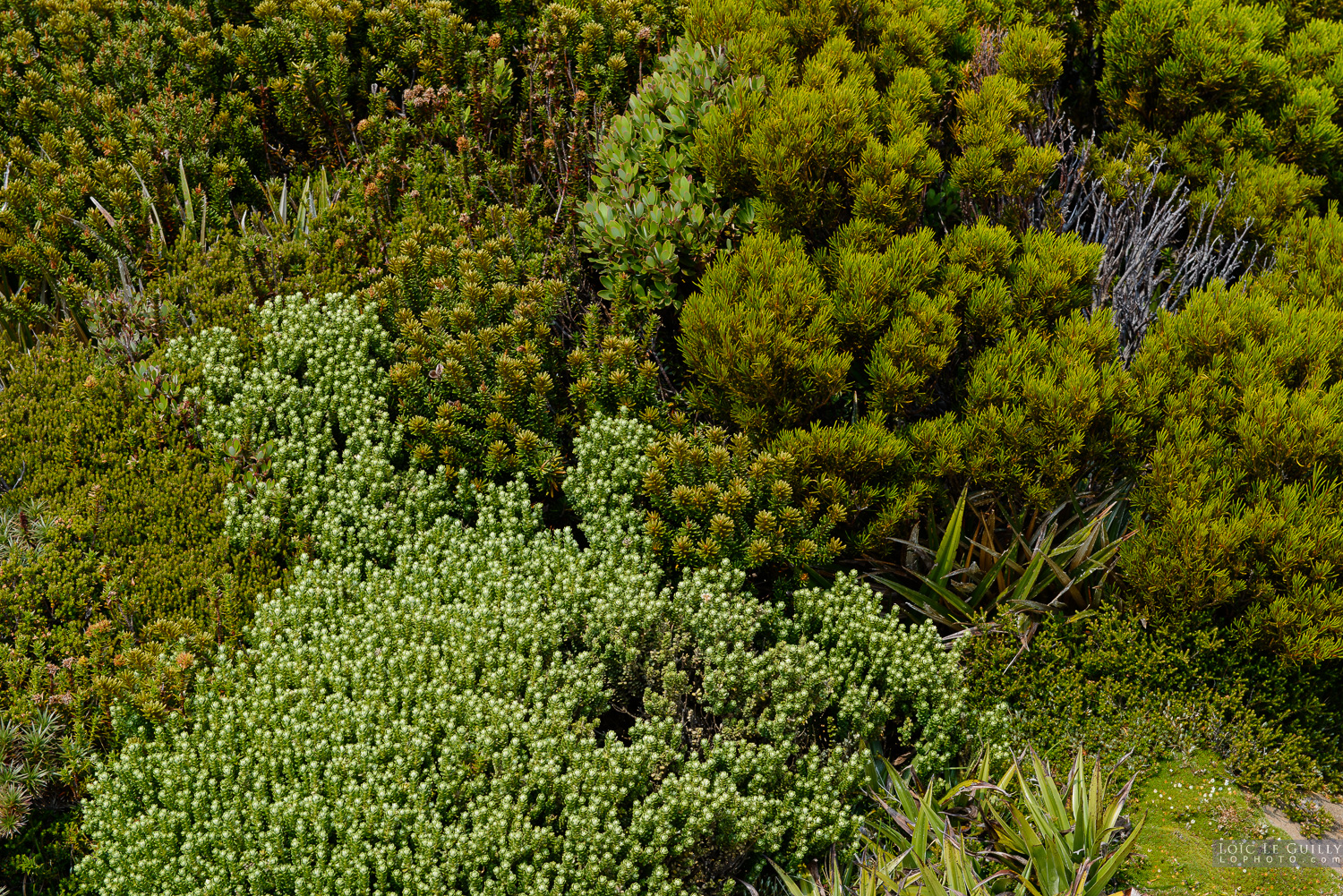 photograph of Shades of green, Hartz Mountains