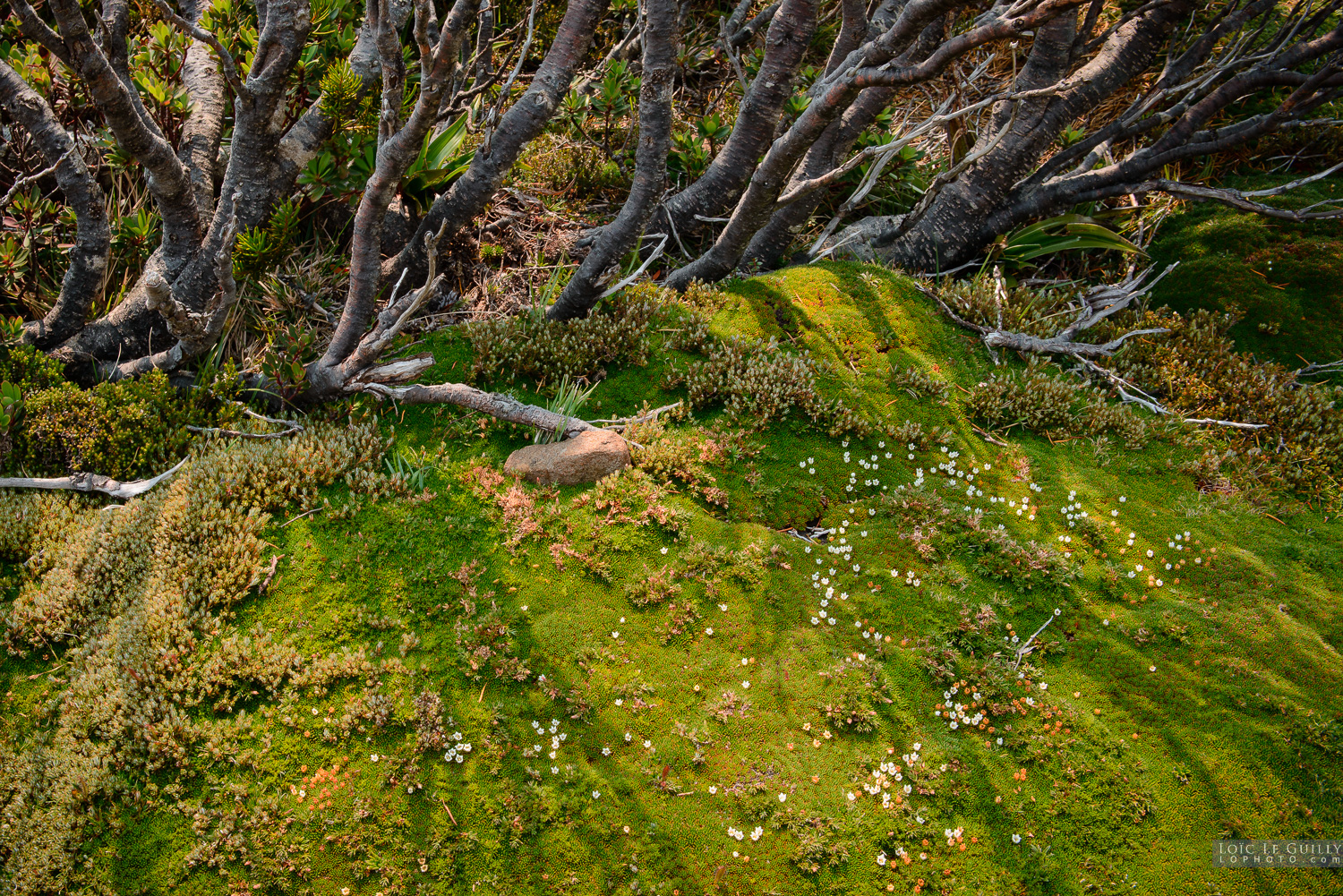 photograph of Cushion plants, Hartz Mountains