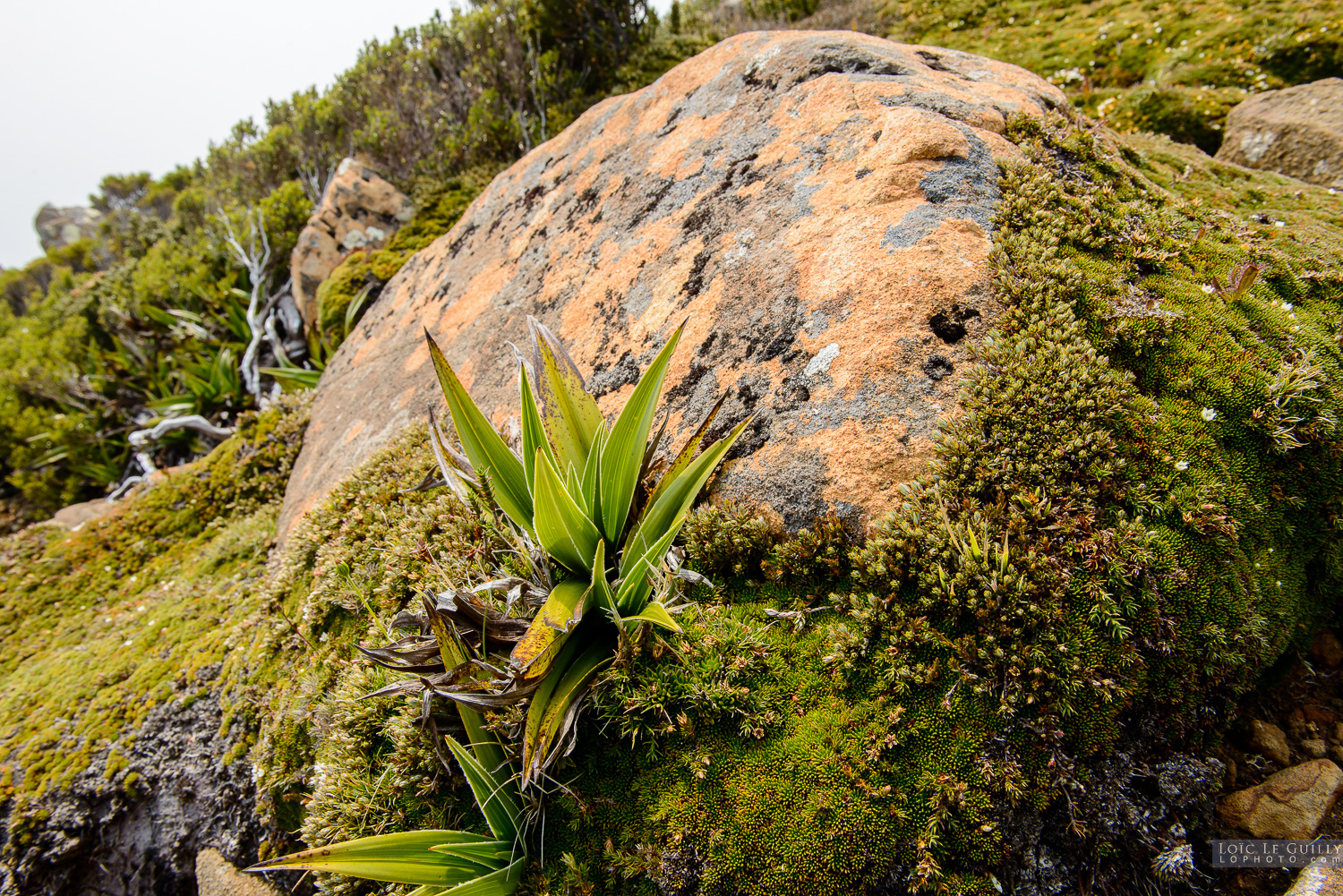 photograph of Cushion plants and rock, Hartz Mountains