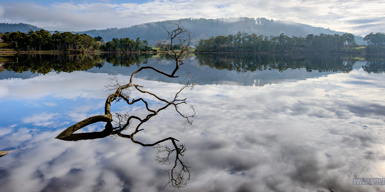 photograph of Tree and reflections on the Huon River