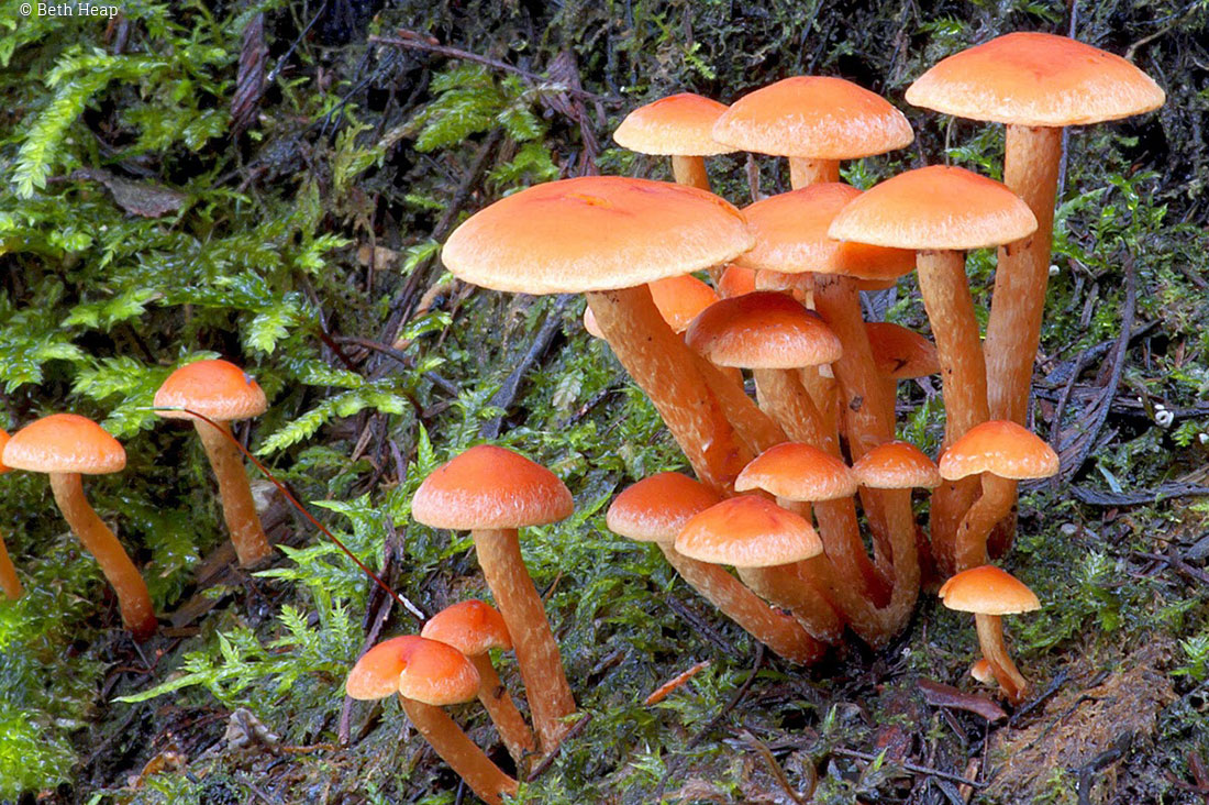 photograph of Hypholoma Fasciculare var
