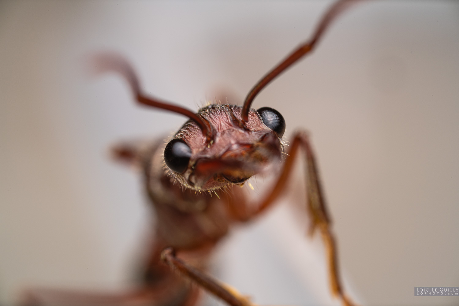 photograph of Inchman ant