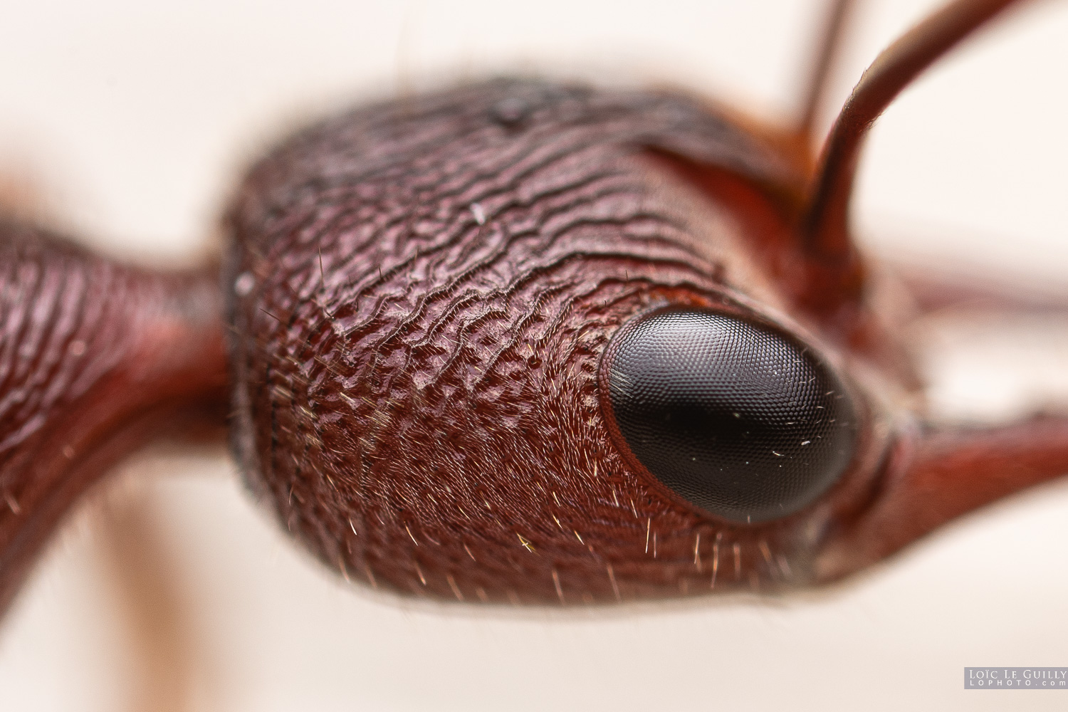 photograph of Inchman ant
