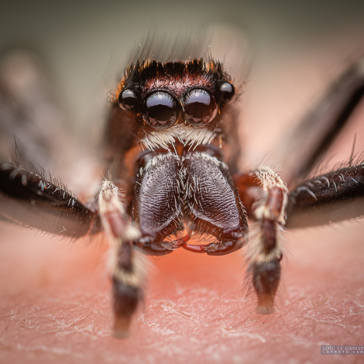 photograph of Jumping spider