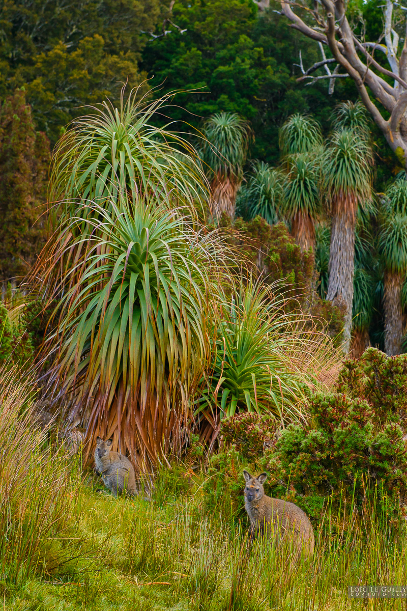 photograph of Wallaby and joey