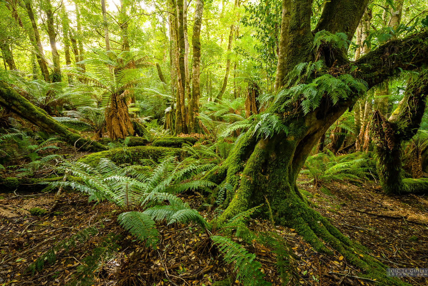photograph of Blue Tier rainforest