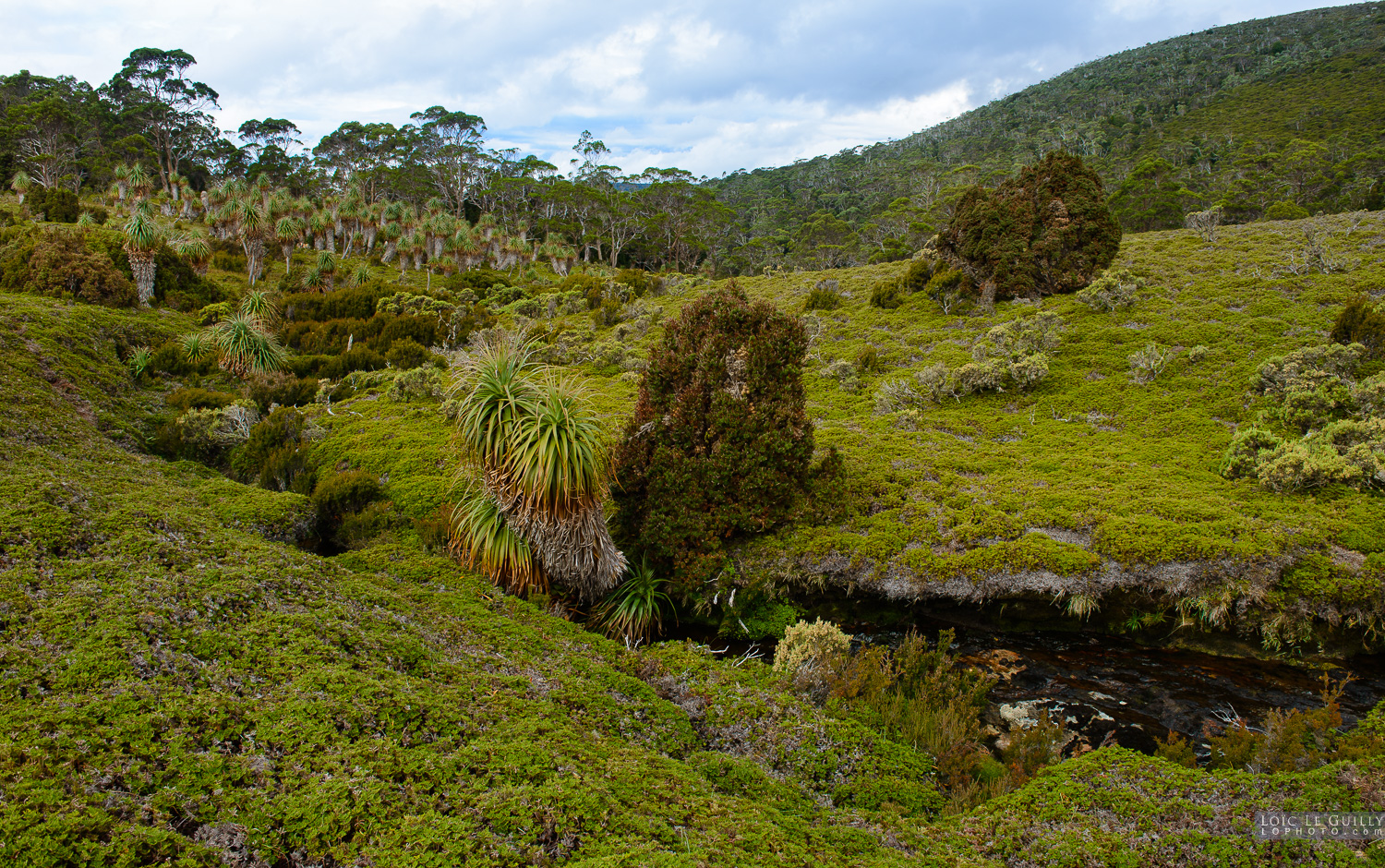 photograph of Creek lined with Pandani, Cradle Mountain