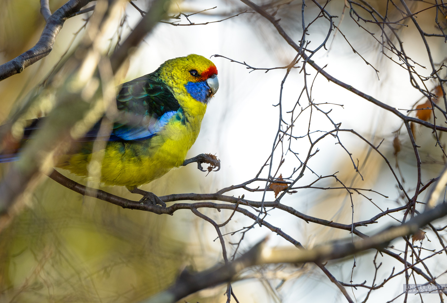 photograph of Green rosella near Hobart