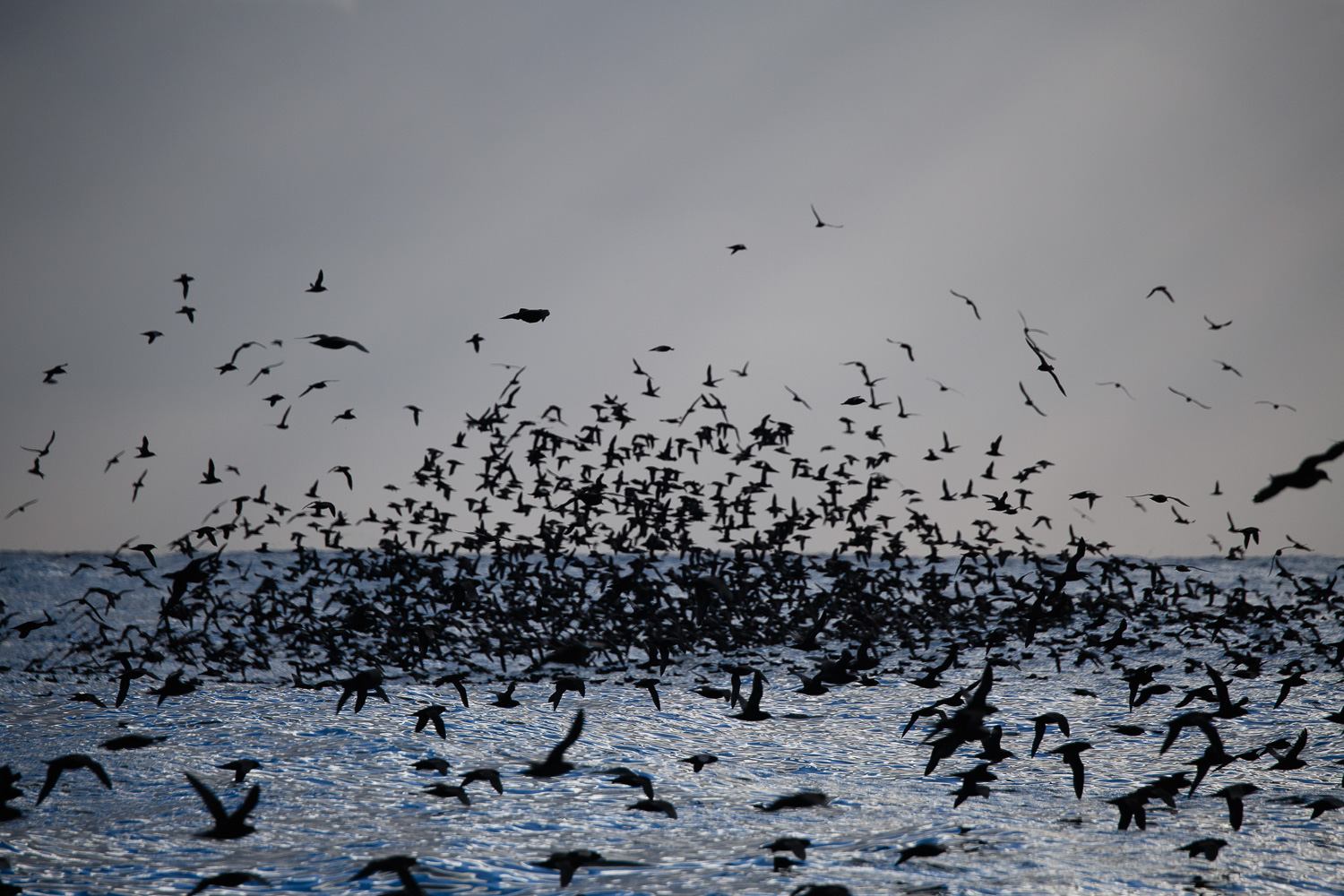 photograph of Muttonbirds feeding off the Tasmanian coast