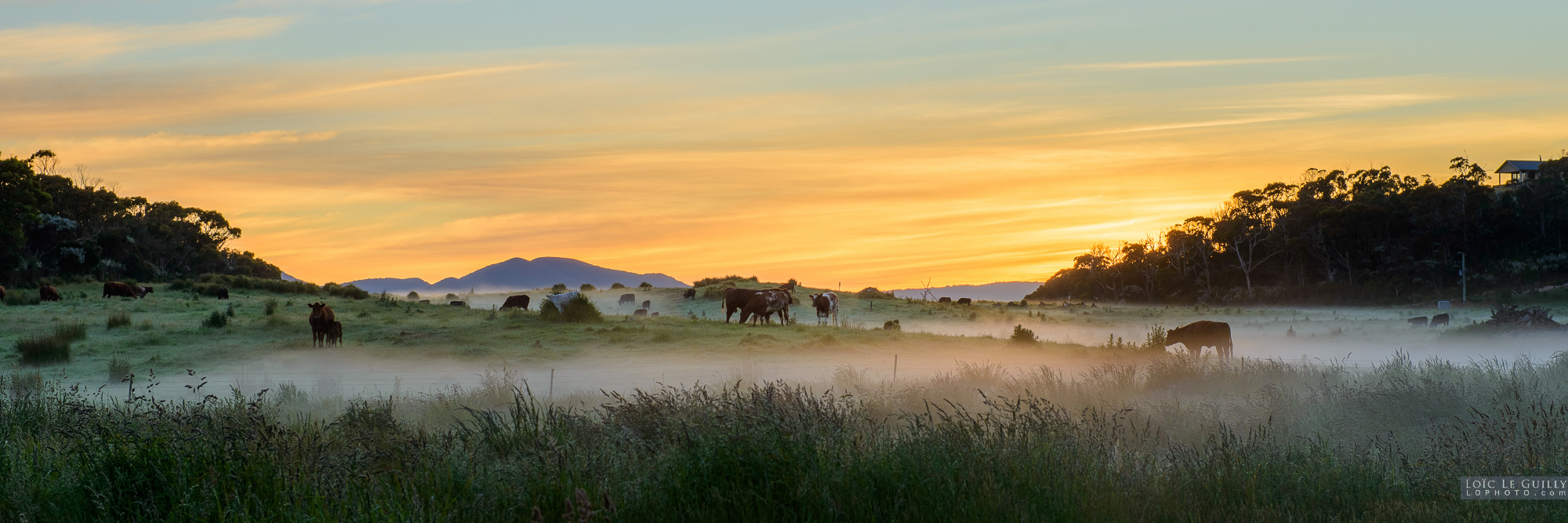 photograph of Cows at sunrise