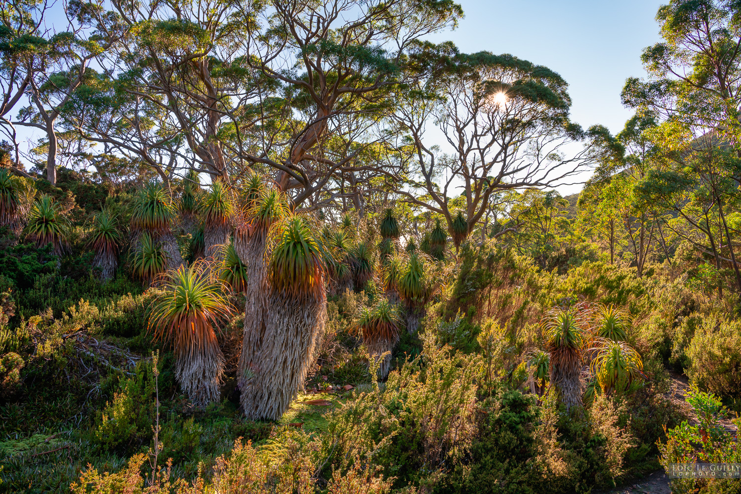 photograph of Sunny morning stroll in the World Heritage