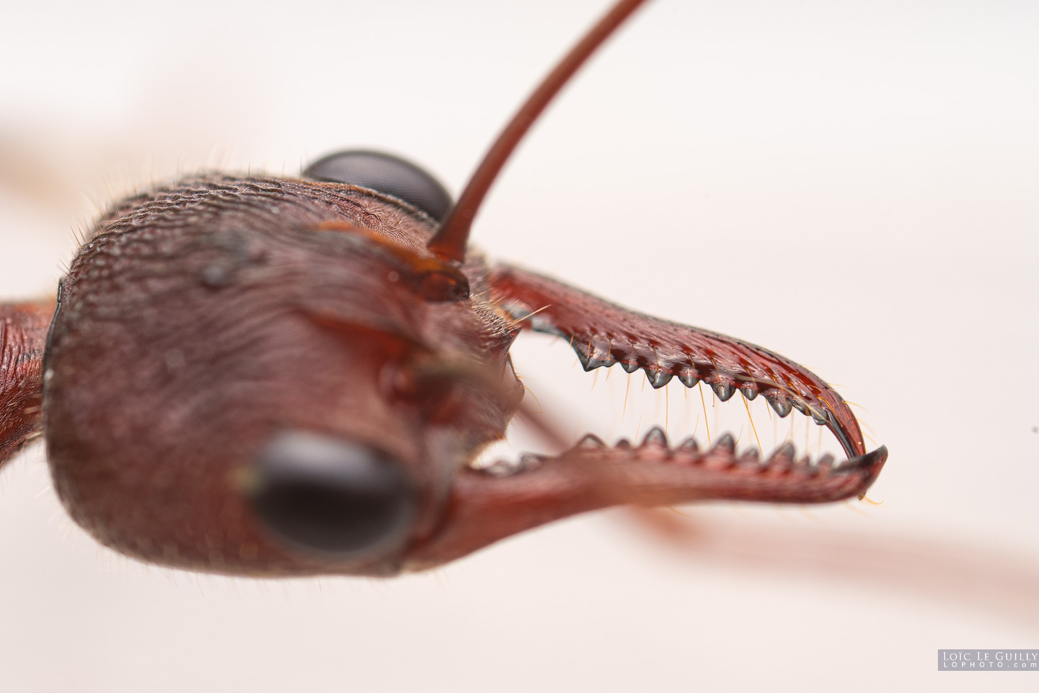 photograph of Inchman ant mandible