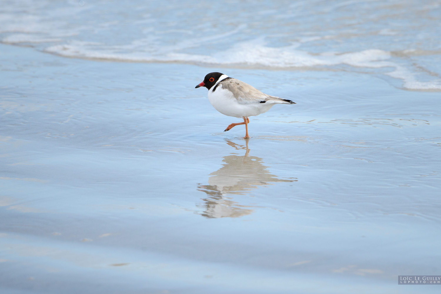 photograph of Hooded Plover